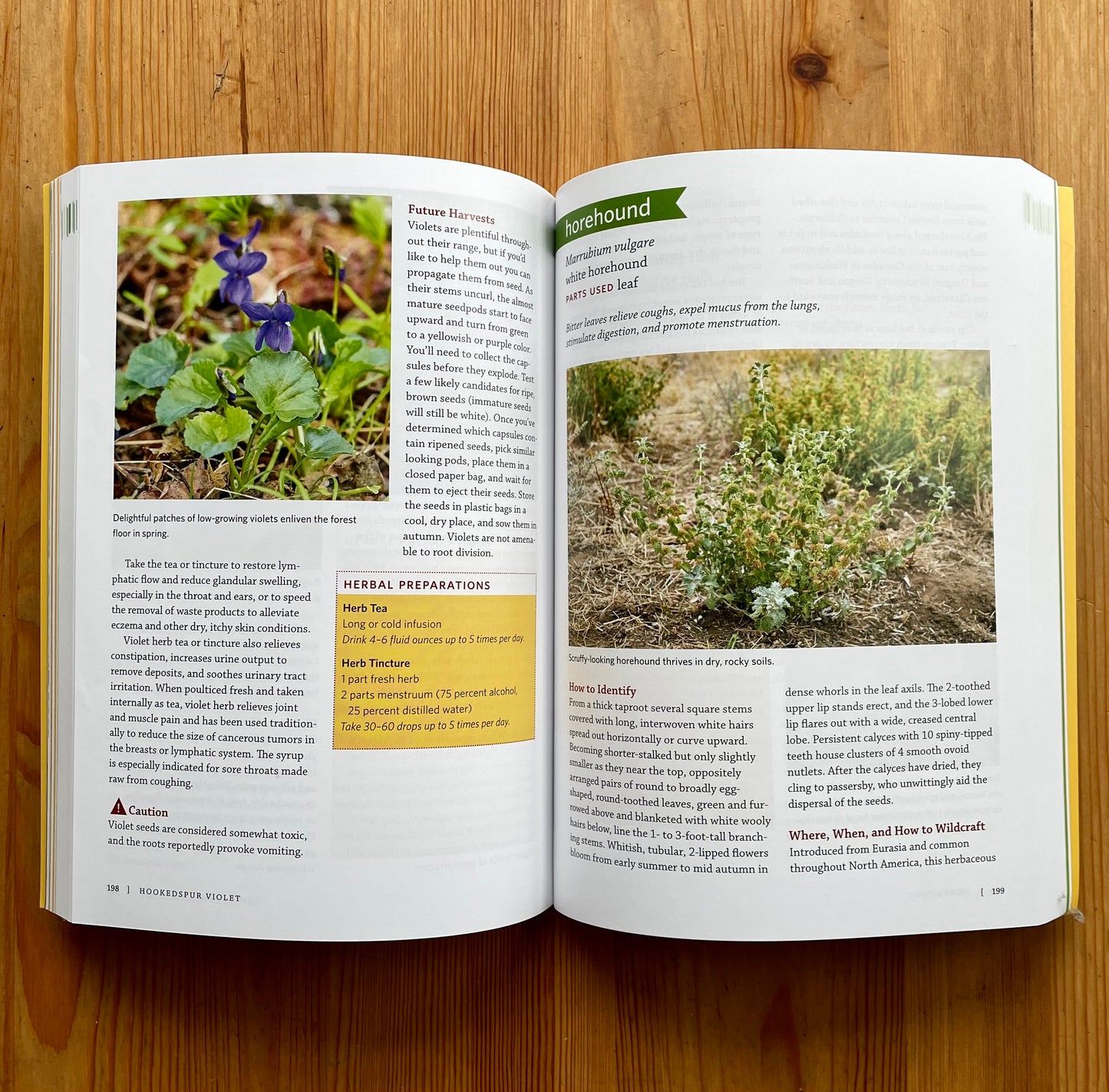 Pacific Northwest Medicinal Plants Book